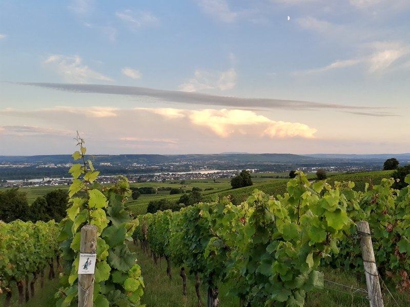 Weingut Peter Jakob Kühn — Oestrich-Winkel